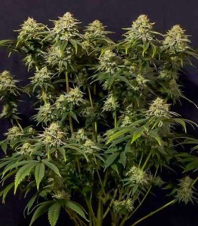 Семена сорта Gorilla Cookies FF fem (FastBuds)