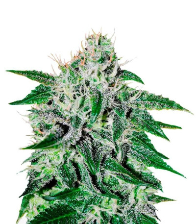 Семена сорта Critical Jack Herer fem (Delicious Seeds)