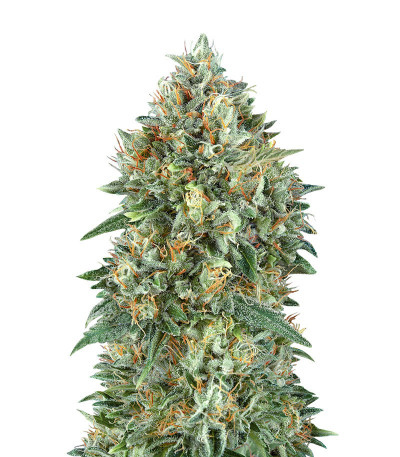 Семена сорта Auto Gelato #33 fem (Advanced Seeds)