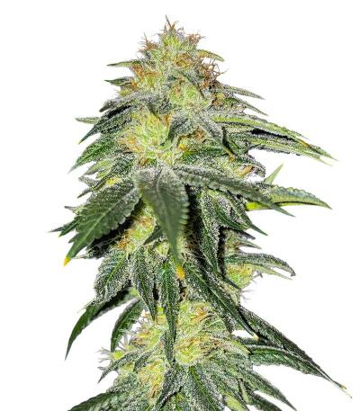 Семена сорта Chemdog Auto fem (Семяныч)