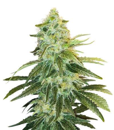 Семена сорта Durban Poison Auto fem (Семяныч)