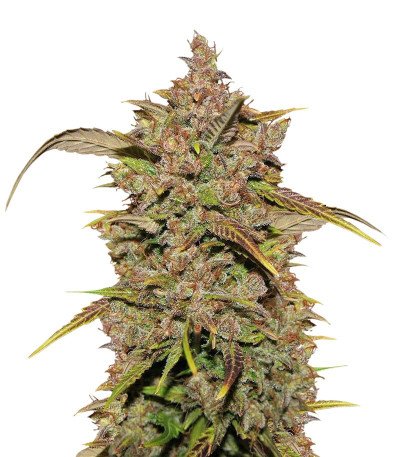 Семена сорта CBD Auto 1:1 auto fem (FastBuds Seeds)