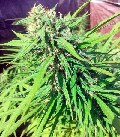Семена сорта Blue Dream fem (Humboldt Seeds)