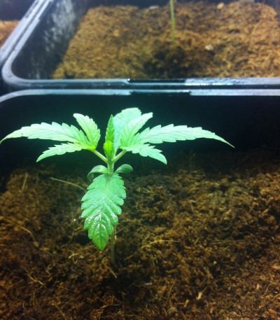 Семена сорта Dance World CBD fem (Royal Queen Seeds)