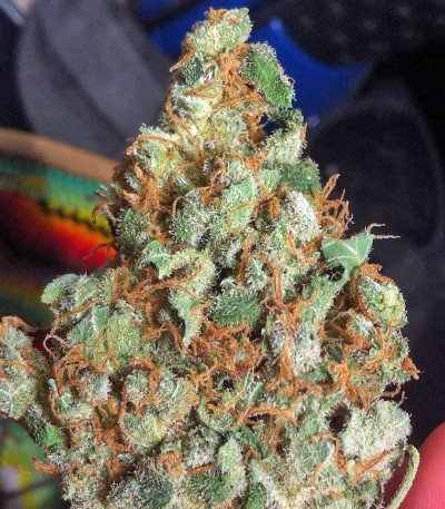 Семена сорта Lemon Thai Kush fem