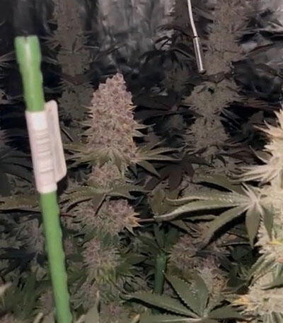 Семена сорта Super Boof fem от Barney's Farm