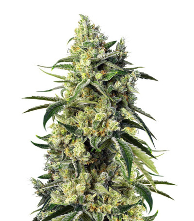 Семена Sweet Amnesia Haze шишки
