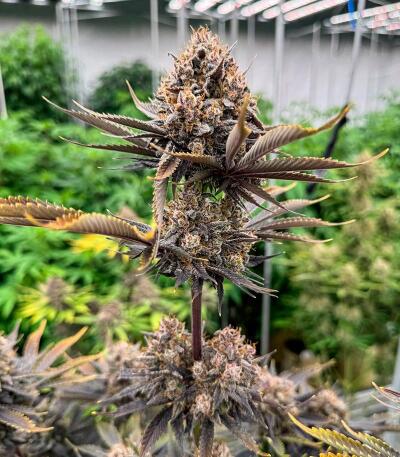 Семена сорта Banana Purple Punch Auto RF3 fem (FastBuds)
