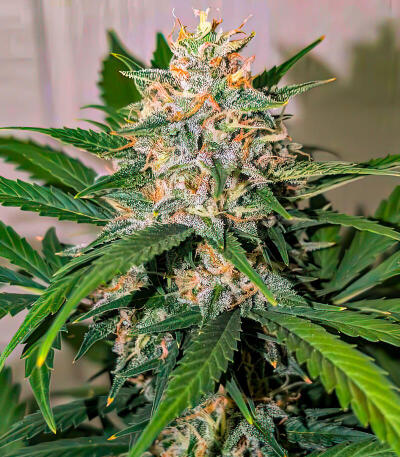 Семена сорта Durban Poison Auto fem (Семяныч)