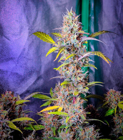 Семена сорта Northern Light Blue Auto fem (Delicious Seeds)