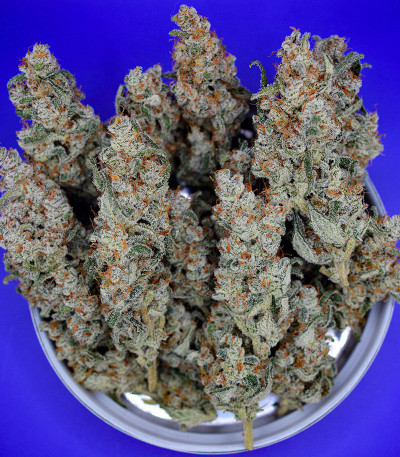 Семена сорта Purple Punch OG XL Auto fem (Sweet Seeds)