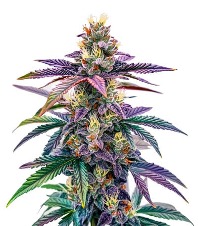 Семена сорта Blue Dream Autoflower fem (Seedkeepers)