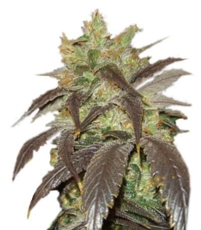 Семена сорта Spoetnik #1 fem (Paradise Seeds)