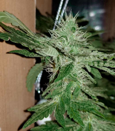 Семена сорта Money Bush fem (Heavyweight Seeds)