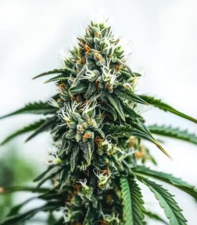 Семена сорта Gagarin Haze fem (Семяныч)