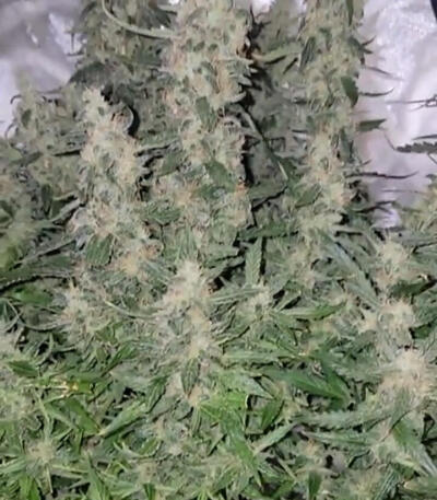 Семена сорта Northern Lights 10 of 10 fem (Seedkeepers)