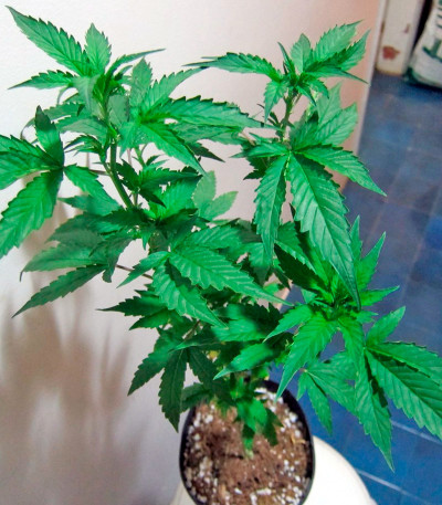 Семена сорта White Strawberry Skunk fem (Strain Hunters)