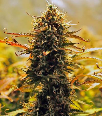 Семена сорта Jack 47 Auto fem (Sweet Seeds)