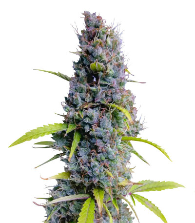 Семена сорта Northern Lights Auto fem (Herbies Seeds)