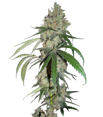 Семена сорта Chocolope fem (DNA Genetics)