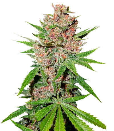 Семена сорта Passion Fruit fem