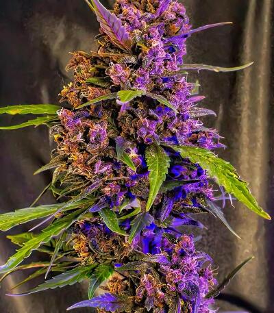 Семена сорта Green Poison Auto fem (Семяныч)