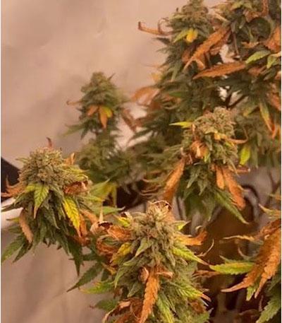 Семена сорта Wedding Cheesecake FF fem (FastBuds)