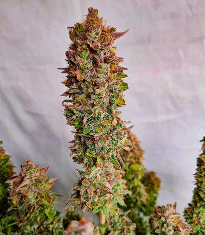 Семена сорта Keep Frosted Guava Autoflower fem (Seedkeepers)