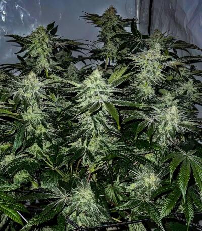 Семена сорта Lemons fem (UKHTA)