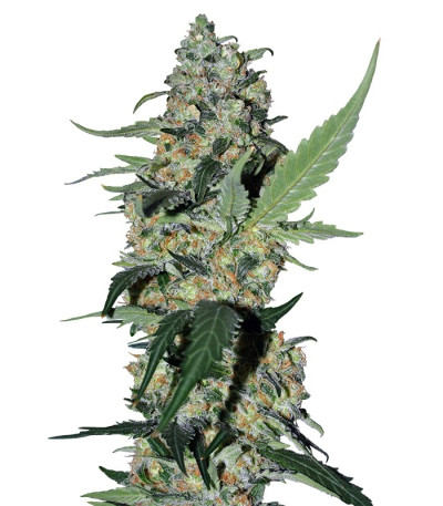 Семена сорта Green Poison fem (Sweet Seeds)