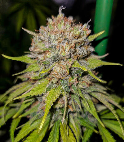 Семена сорта Gagarin Haze fem (Семяныч)