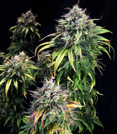 Семена сорта HulkBerry fem (Royal Queen Seeds)