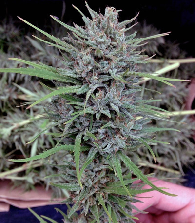 Семена сорта Purple #1 fem (Dutch Passion)