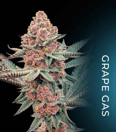 Семена сорта Giggin' Grapes fem (Compound Genetics)