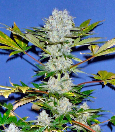 Семена сорта Power Skunk Max Auto fem