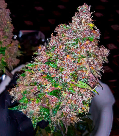 Семена сорта Green Poison Auto fem (Семяныч)