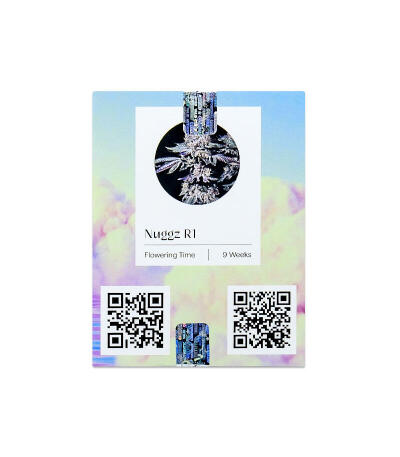 Семена сорта Nuggz R1 fem (Ethos Genetics)