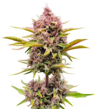 Семена сорта Strawberry Gorilla Auto RF3 fem (FastBuds)