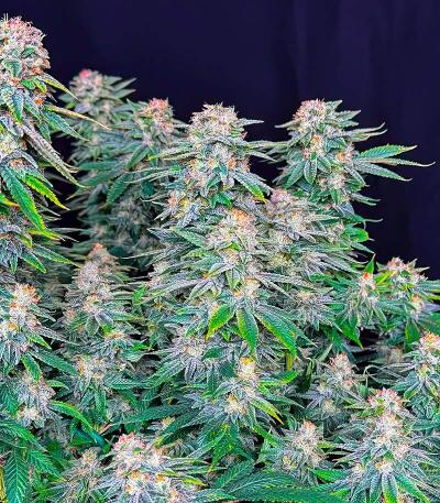 Семена сорта Chemdog Auto fem (Семяныч)