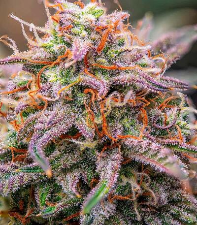 Семена сорта Durban Poison Auto fem (Семяныч)