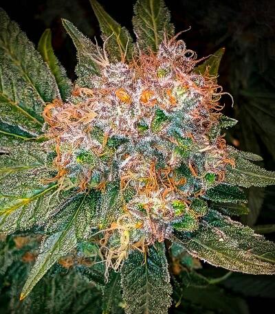 Семена сорта Durban Poison Auto fem (Семяныч)