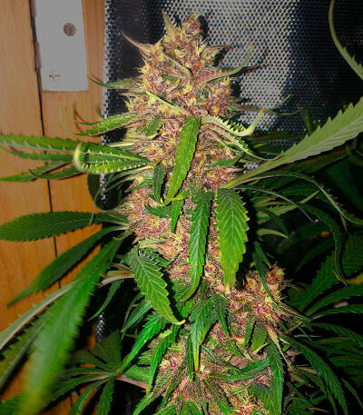 Семена сорта Durban Poison Auto fem (Семяныч)