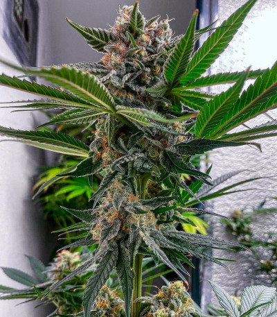 Семена сорта King's Juice (Green House Seeds)
