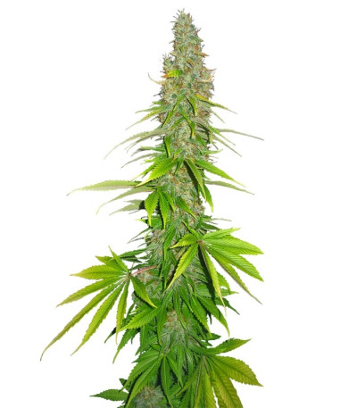 Семена сорта Double White fem (Sweet Seeds)