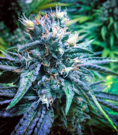 Семена сорта Master Kush fem (Nirvana Seeds)