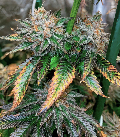 Семена сорта Pink Sunset Auto by Sherbinskis fem от Silent Seeds