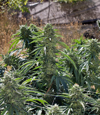 Семена сорта Sour Diesel #2 fem (Humboldt Seeds)
