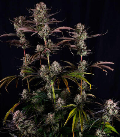 Семена сорта Strawberry Gorilla Auto RF3 fem (FastBuds)