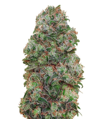 Микс семян конопли Female Collection #2 (00 Seeds)