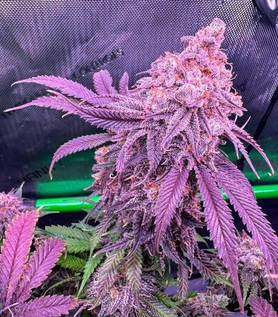 Семена сорта Booberry Cookies RBX fem (Ethos Genetics)